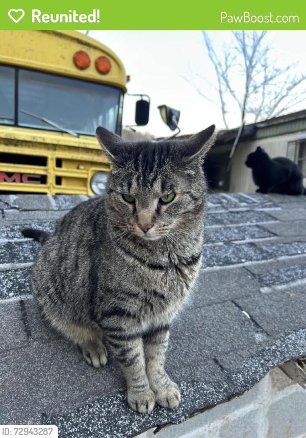 Reunited Male Cat last seen Eighteen Mile Crk Rd, Buffalo, WV, USA, Buffalo, WV 25033