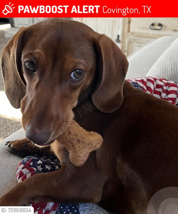 Lost Male Dog last seen FM 934, Covington, TX 76636