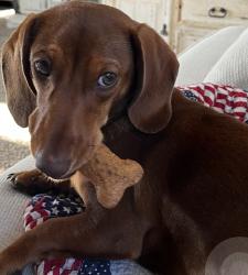 Lost Male Dog last seen FM 934, Covington, TX 76636