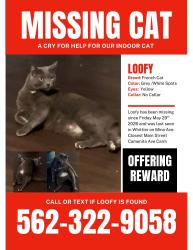Lost Male Cat last seen Carmenita road, Whittier, CA 90605