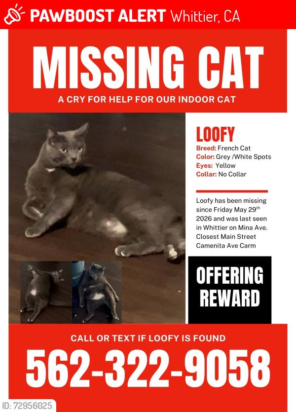 Lost Male Cat last seen Carmenita road, Whittier, CA 90605