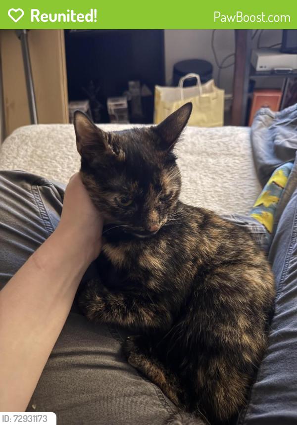 Reunited Female Cat last seen Neighborhoods around Arbor Grove apmts stafford va, Stafford, VA 22554