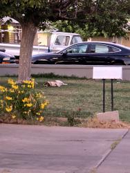 Found/Stray Unknown Dog last seen Near w lewis, Phoenix, AZ 85035