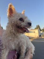 Found/Stray Female Dog last seen Judson Sy , Redlands, CA 92374