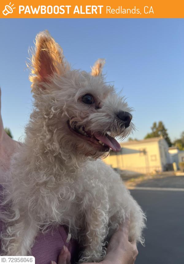 Found/Stray Female Dog last seen Judson Sy , Redlands, CA 92374