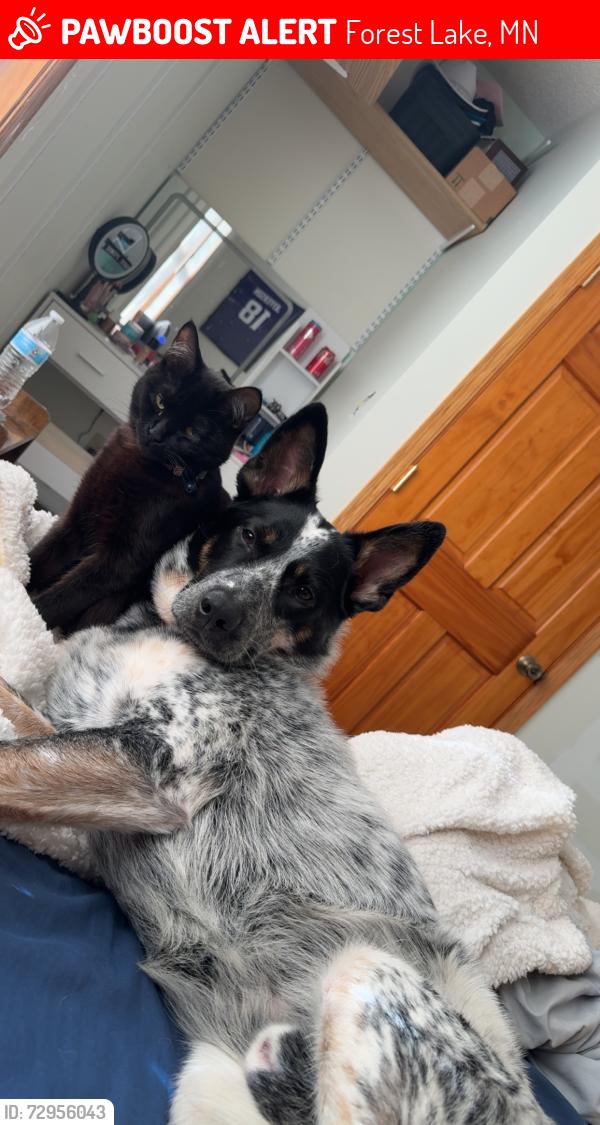 Lost Male Dog last seen 202nd st n forest lake , Forest Lake, MN 55025