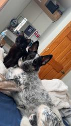 Lost Male Dog last seen 202nd st n forest lake , Forest Lake, MN 55025