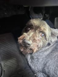Found/Stray Female Dog last seen Near Bradley park , San Marcos, CA 92078