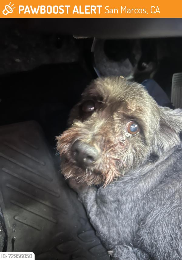 Found/Stray Female Dog last seen Near Bradley park , San Marcos, CA 92078