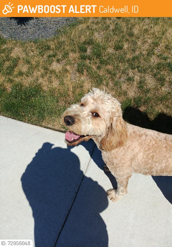 Found/Stray Female Dog last seen Middleton and Linden , Caldwell, ID 83605