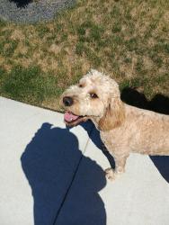 Found/Stray Female Dog last seen Middleton and Linden , Caldwell, ID 83605