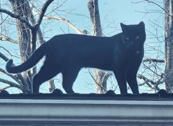 Lost Male Cat last seen Old River Rd between Torchwood & Underwood, Carthage, NC 28327