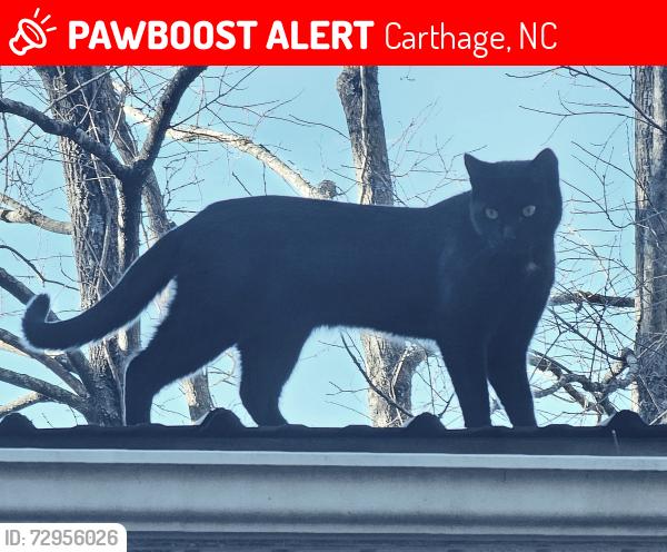 Lost Male Cat last seen Old River Rd between Torchwood & Underwood, Carthage, NC 28327