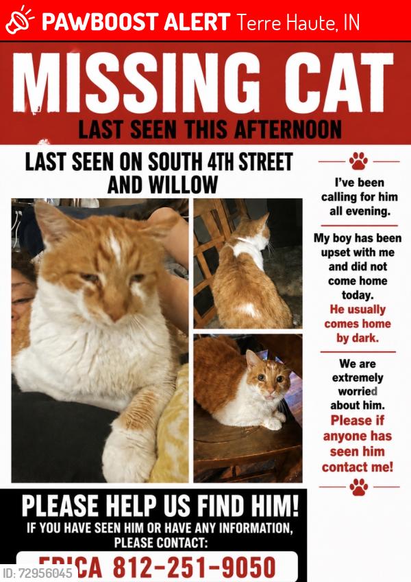 Lost Male Cat last seen S 4th street &willow, Terre Haute, IN 47802