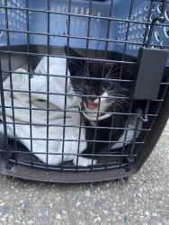 Reunited Unknown Cat last seen Foothill blvd, Monrovia High School, Monrovia, CA 91016