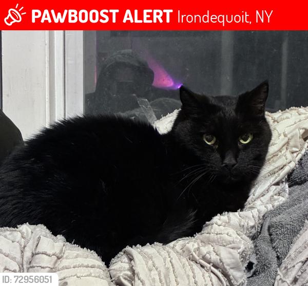 Lost Male Cat last seen Near Eaton Road under a parked car., Irondequoit, NY 14617