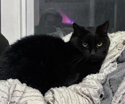 Lost Male Cat last seen Near Eaton Road under a parked car., Irondequoit, NY 14617