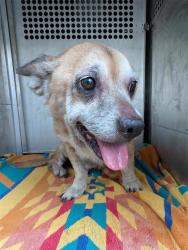 Shelter Stray Female Dog last seen Near Cougar Cove, AUSTIN, TX, 78745, Austin, TX 78702