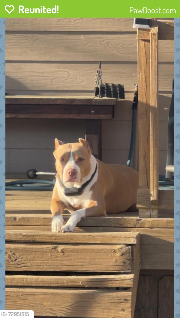 Reunited Female Dog last seen Glenwick dr , Tarrant County, TX 76114