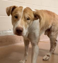 Shelter Stray Male Dog last seen Near calle Tortuosa, San Diego, CA, 92139, San Diego, CA 92110