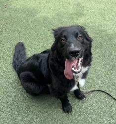 Shelter Stray Male Dog last seen Near N Santa Fe Avenue, Vista, CA, 92084, Oceanside, CA 92058
