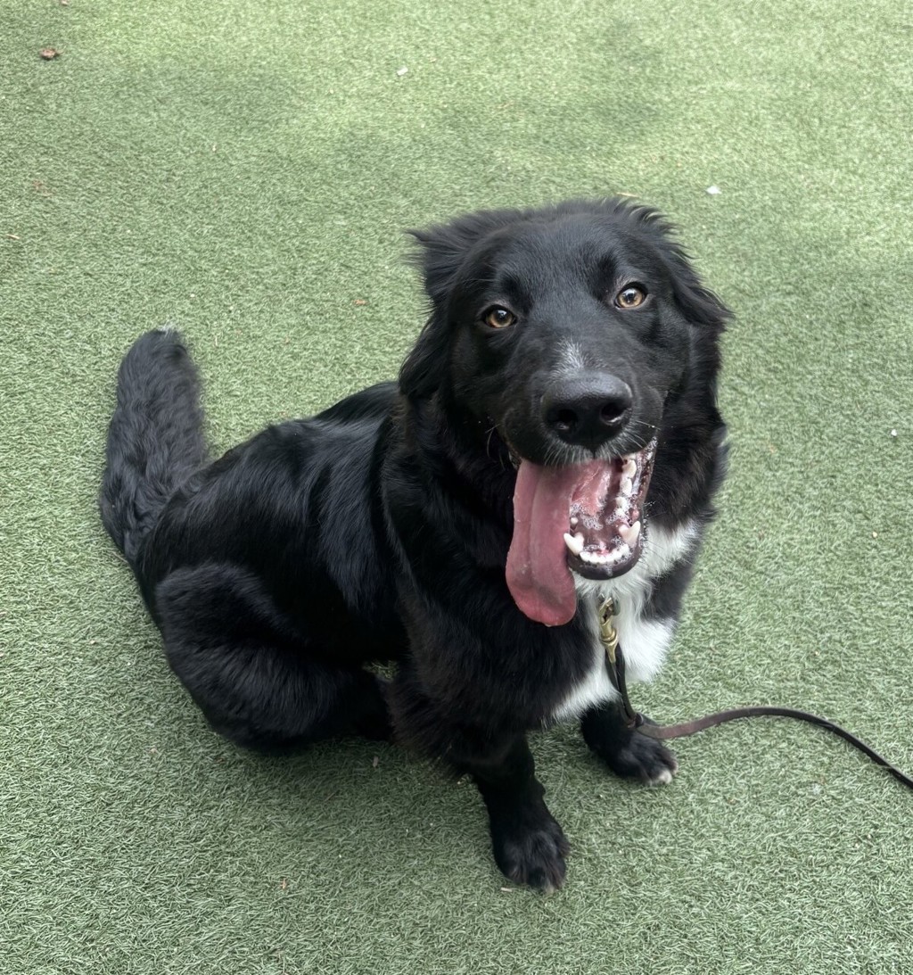 Shelter Stray Male Dog last seen Near N Santa Fe Avenue, Vista, CA, 92084, Oceanside, CA 92058