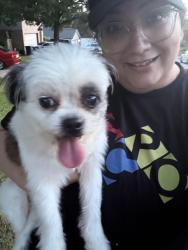 Found/Stray Female Dog last seen Bulverde rd and Salano, San Antonio, TX 78259