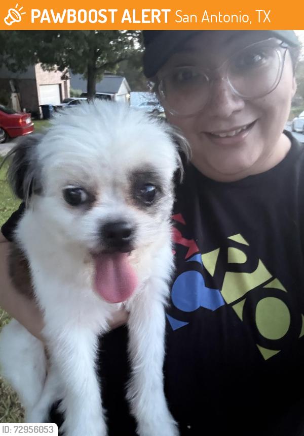 Found/Stray Female Dog last seen Bulverde rd and Salano, San Antonio, TX 78259