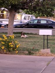 Found/Stray Unknown Dog last seen Near w lewis, Phoenix, AZ 85009