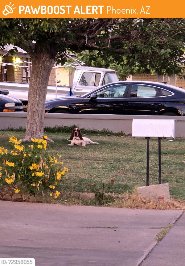 Found/Stray Unknown Dog last seen Near w lewis, Phoenix, AZ 85009