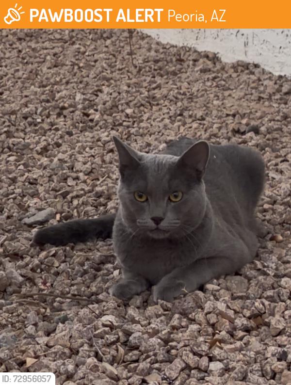 Found/Stray Unknown Cat last seen 83rd Ave and Thunderbird Rd, Peoria, AZ 85381