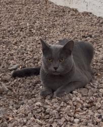 Found/Stray Unknown Cat last seen 83rd Ave and Thunderbird Rd, Peoria, AZ 85381