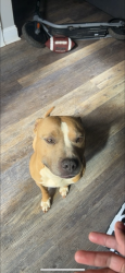Reunited Male Dog last seen Downtown Madison, Madison, AL 35758