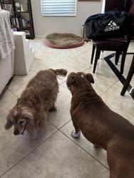 Reunited Male Dog last seen South Jones and Robindale, Enterprise, NV 89139
