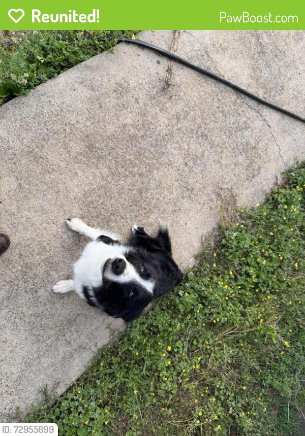 Reunited Male Dog last seen Gip Manning Rd, Clarksville, TN 37042, USA, Clarksville, TN 37042