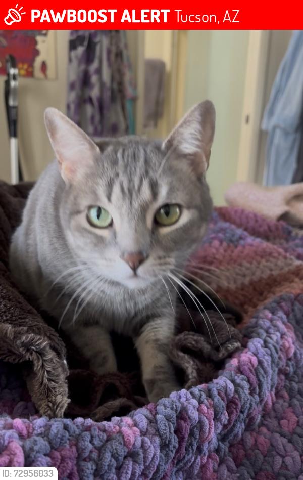 Lost Female Cat last seen Little horse drive, Tucson, AZ 85712