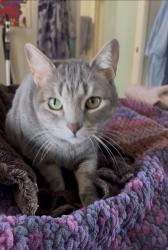 Lost Female Cat last seen Little horse drive, Tucson, AZ 85712