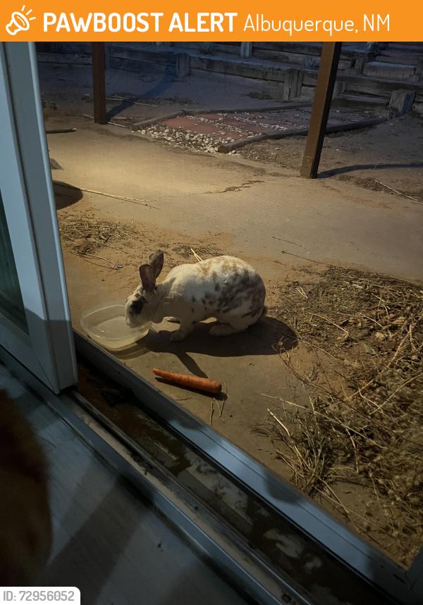 Found/Stray Unknown Rabbit last seen Irving/Unser, Albuquerque, NM 87114