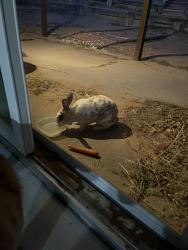 Found/Stray Unknown Rabbit last seen Irving/Unser, Albuquerque, NM 87114