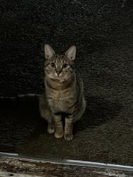 Lost Female Cat last seen Near Cumberland Farms / Valero, Bristol, CT 06010