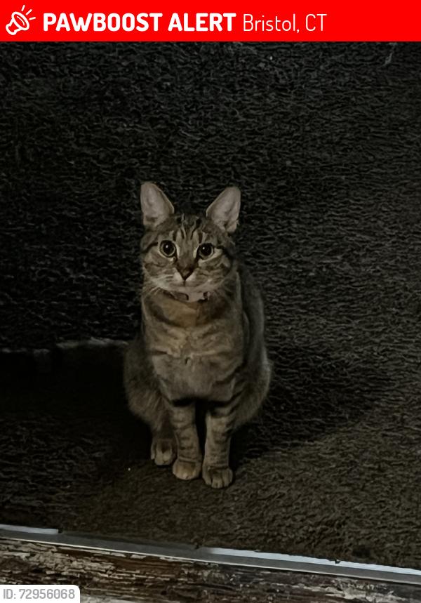 Lost Female Cat last seen Near Cumberland Farms / Valero, Bristol, CT 06010