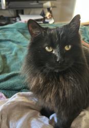 Reunited Male Cat last seen Near s 1100 e, Salt Lake City, UT 84102