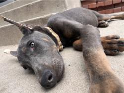 Reunited Male Dog last seen Waterman Av, Highland Ave, or 27th st, San Bernardino, CA 92404