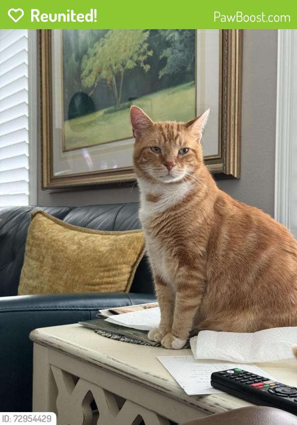 Reunited Male Cat last seen Taft St/119 Ave, Pembroke Pines, FL 33026