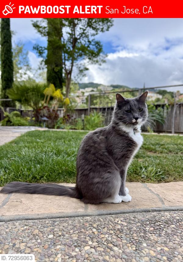 Lost Male Cat last seen Falcon knoll drive, San Jose, CA 95120