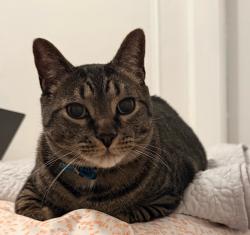 Reunited Male Cat last seen Prospect Ave, East Rockaway, NY 11518, USA, East Rockaway, NY 11518