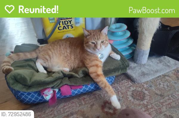 Reunited Male Cat last seen Railroad Street and maple, family dollar store, Wallingford, VT 05773