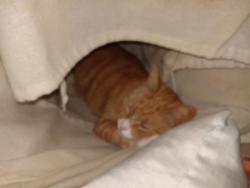Lost Male Cat last seen Peach Orchard , Maryville, TN 37803