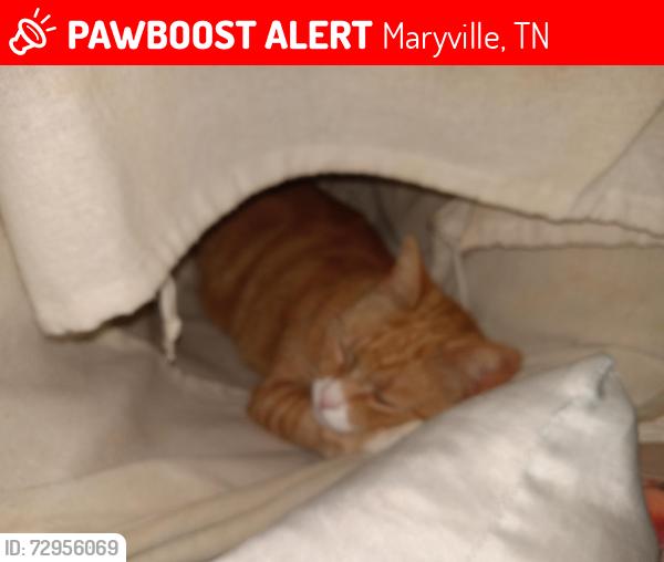 Lost Male Cat last seen Peach Orchard , Maryville, TN 37803