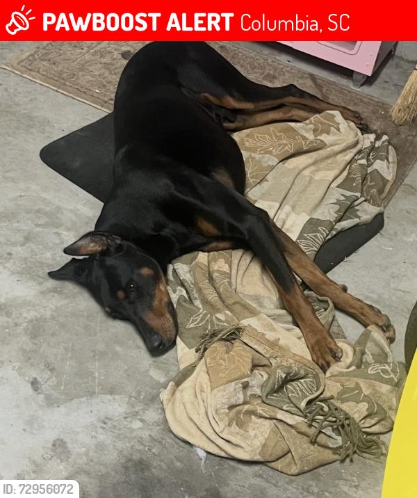 Lost Male Dog last seen Woodbury Dr/ Leesburg/ Trotter, Columbia, SC 29209